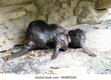 Beaver