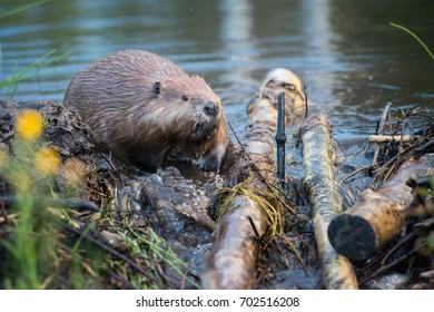 Beaver