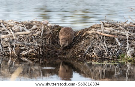 Beaver