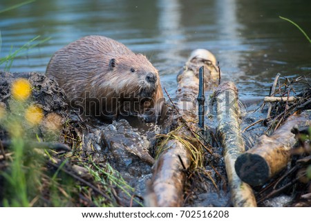 Beaver