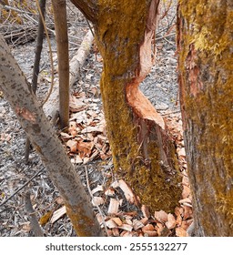 Beaver bites on tree trunk in forest