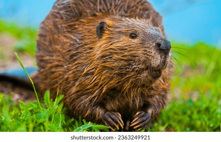 Beaver - Canada

The beaver is one of Canada's national symbols and represents the country's history of fur trading and industry.