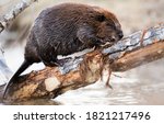 Beaver in the Canadian wilderness