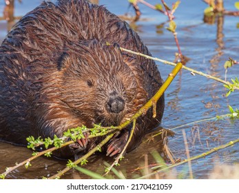 Beaver (Castor Canadensis) In Alaska