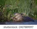 Beaver (castor canadensis) feeding in soda butte creek, yellowstone national park, wyoming, united states of america, north america