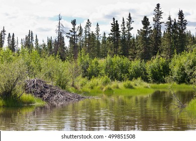 Beaver, Castor Canadensis, Lodge Made From Sticks And Mud In Boreal Forest Taiga Riparian Wetland Biome Habitat Of Yukon Territory, Canada