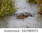 Beaver (castor canadensis) swimming in soda butte creek, yellowstone national park, wyoming, united states of america, north america