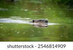 Beaver (Castor canadensis) swims along McFadden Marsh., Finley National Wildlife Refuge, Oregon.