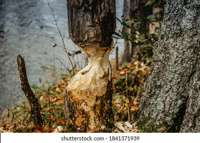 Beaver Chewing Down A Tree. Beavers Destruction In Czech.The Beaver Work. Beaver Is Cutting A Tree To Build A Dam. Trees In Woods Gnawed By Beavers. Trunk Of Large Tree Gnawed By River Animals