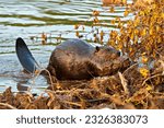 Beaver close-up side view, building a beaver dam for protection, carrying mud with its mouth and fore-paws in its habitat and environment, displaying wet brown fur coat and beaver tail.