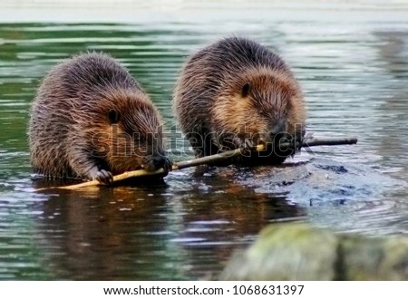Beaver couple eating the same tree branch.