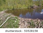 Beaver dam