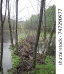 Beaver Dam