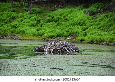 Beaver dam from branches, logs and mud. Beaver impoundment on forest river