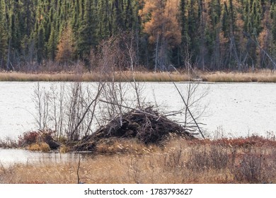 Beaver Dam In Buffalo National Park, Canada