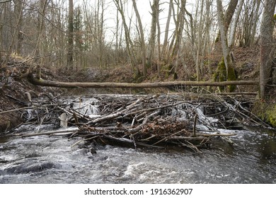 Beaver Dam Creek Winter Rodents