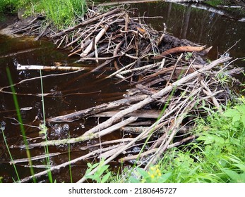 A beaver dam erected by beavers on a river or stream to protect against predators and to facilitate foraging during the winter. The dam materials are wood, branches, leaves, grass, silt, mud, stones.