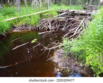 A Beaver Dam Erected By Beavers On A River Or Stream To Protect Against Predators And To Facilitate Foraging During The Winter. The Dam Materials Are Wood, Branches, Leaves, Grass, Silt, Mud, Stones.