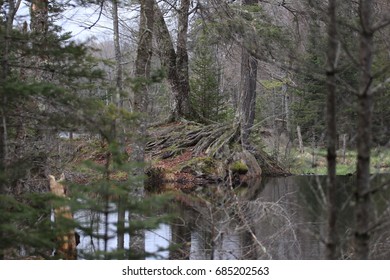 Beaver Dam Old Forge, New York