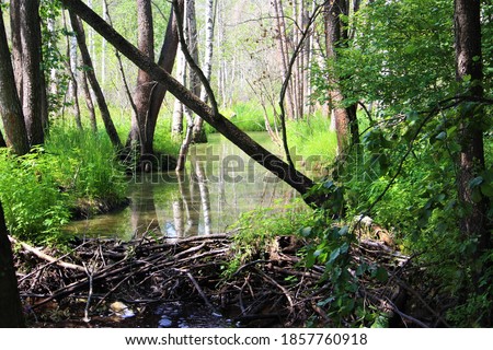 Beaver dam on a creek in the forest, Meshchyora national Park, Vladimir region, Russia.
