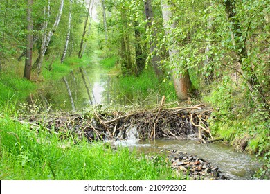Beaver dam on The Lucni potok (Meadow creek) nearby Pilsen city. Czech Republic, Europe.