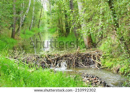 Beaver dam on The Lucni potok (Meadow creek) nearby Pilsen city. Czech Republic, Europe.