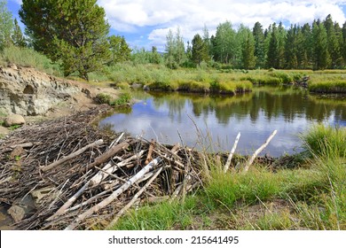 Beaver dam on pond