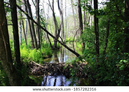 Beaver dam on a small river in the forest, Meshchyora National Park, Russia.