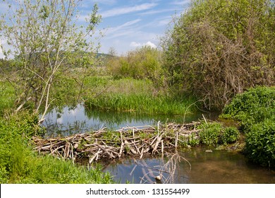 Beaver dam at a small creek