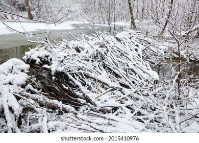 Beaver dam at a small river in winter forest with white snow. Pond and snowy trees. Winter nature. Beaver impoundment from lots of sticks and mud