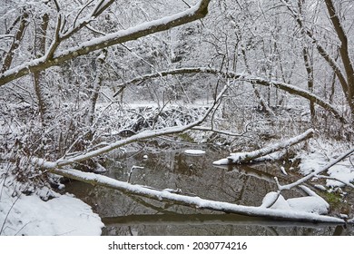 Beaver dam at a small river in winter forest with white snow. Pond and snowy trees. Winter nature. Beaver impoundment from lots of sticks and mud