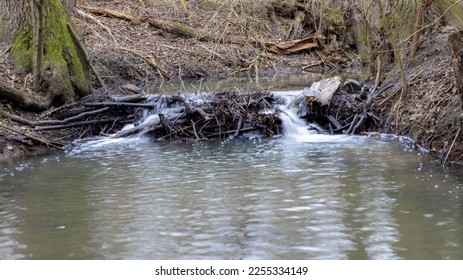 Beaver dam at the stream in the forest. Beaver dam in winter season.