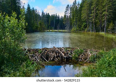 beaver dam in the swamp             