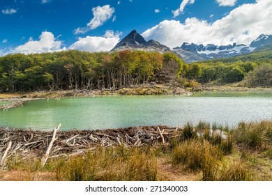 Beaver dam in Tierra del Fuego, Argentina