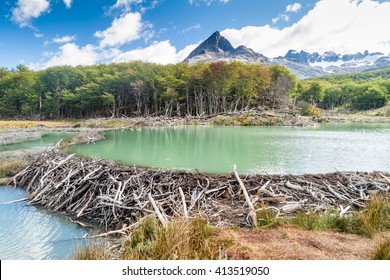 Beaver dam at Tierra del Fuego, Argentina