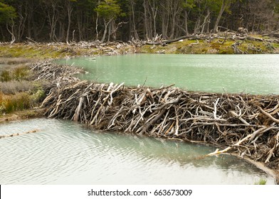 Beaver Dam - Tierra Del Fuego - Argentina