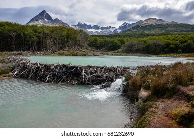 Beaver dam in Tierra del Fuego national park near Ushuaia, Argentina