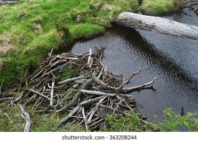 beaver dam in ushuaia (argentina), where they haven't got predators, have caused a serious environmental damage