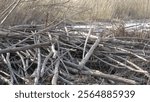 Beaver dam. beaver in the wild. large beaver dam made of branches on the river