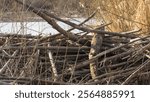 Beaver dam. beaver in the wild. large beaver dam made of branches on the river