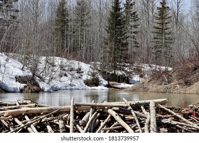 Beaver dam in winter thaw