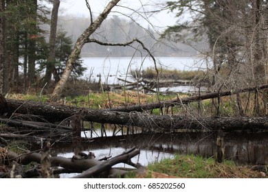 Beaver Dams Old Forge, New York