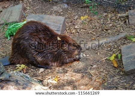 Beaver Eating