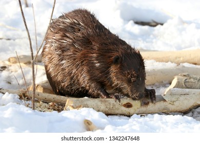 Beaver Eating Bark Off Branches By Stock Photo 1342247648 | Shutterstock