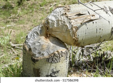 Beaver Felled Quaking Aspen Along Jordan Creek