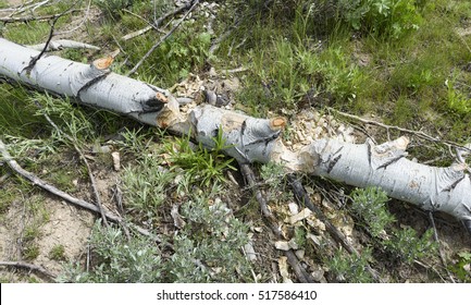 Beaver Felled Quaking Aspen Along Jordan Creek