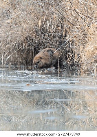 Beaver Foraging on the Ice