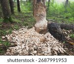 A beaver gnawed a tree in the forest