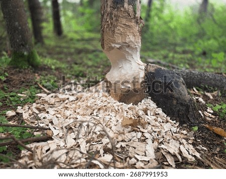 A beaver gnawed a tree in the forest