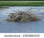 A beaver hut in the Sandhill State Wildlife Area near Babcock, Wisconsin